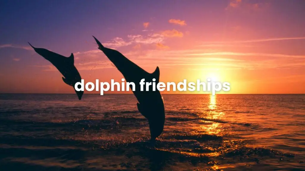 dolphin friendship
