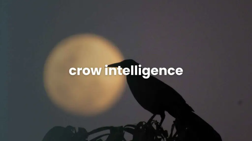 crow intelligent