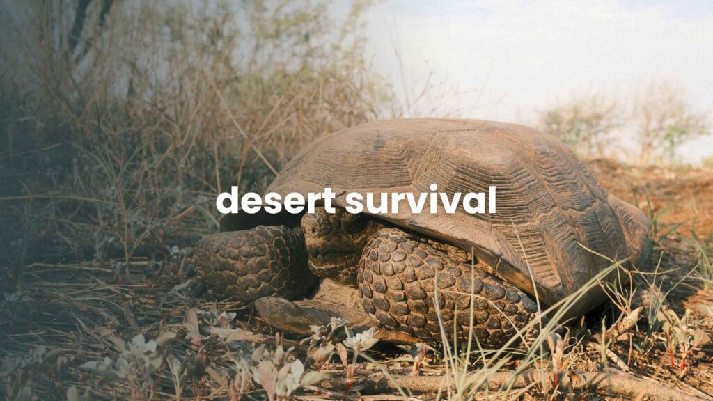desert animal