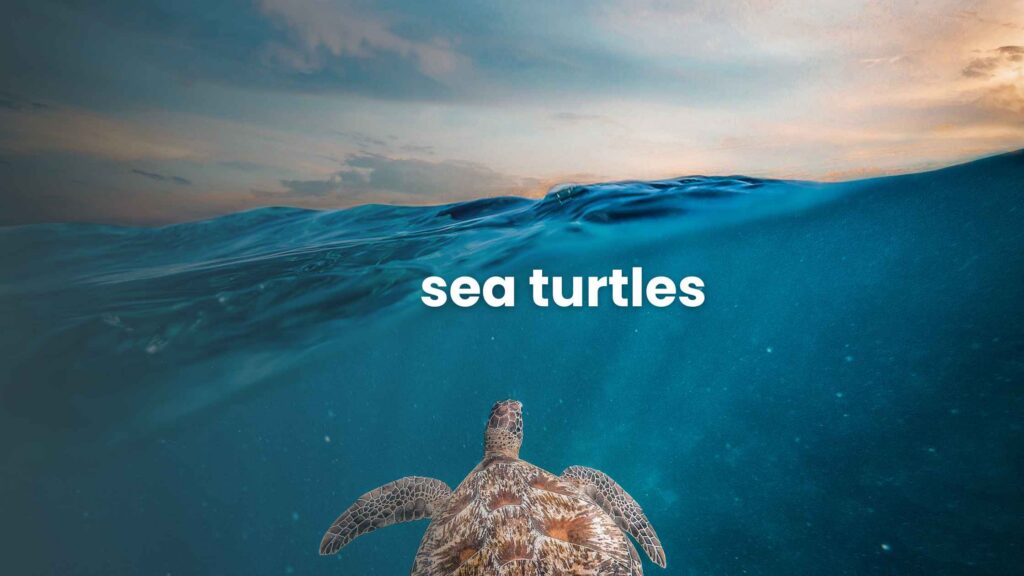 Sea Turtles