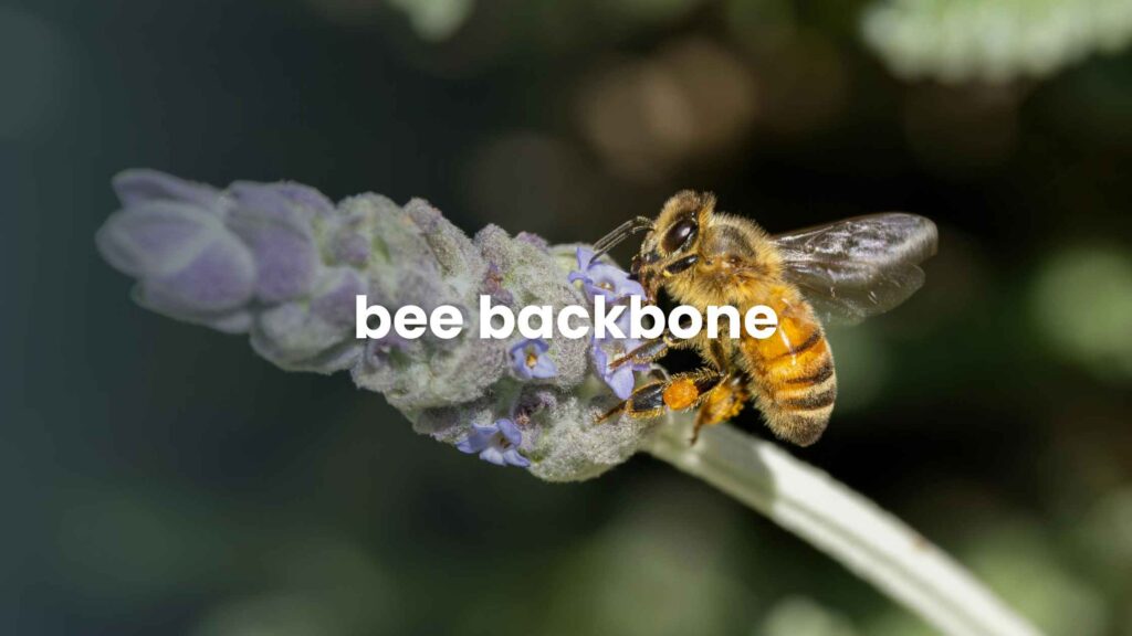 Bee Backbone