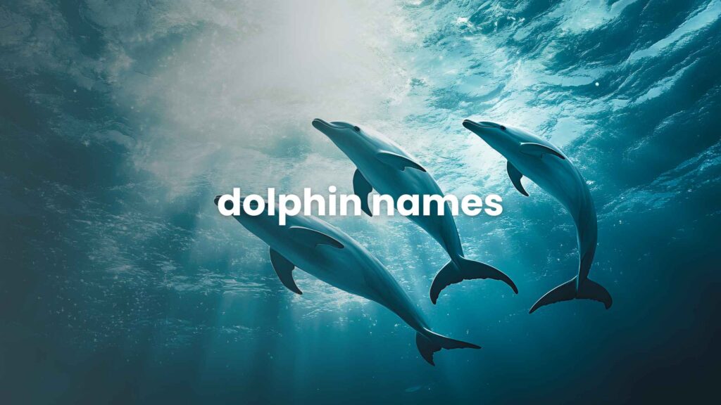 Dolphin Names