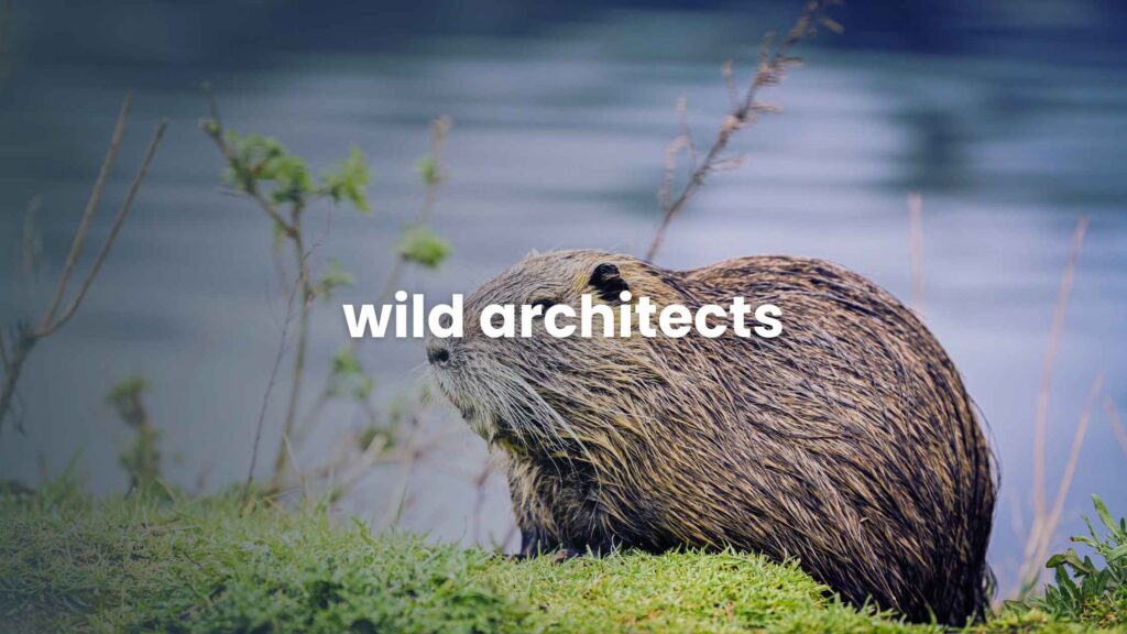 Wild Architects
