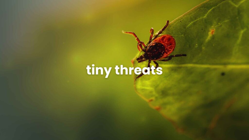 Tiny Threats