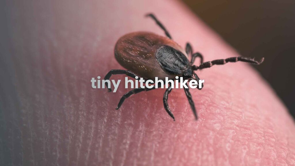 Tiny Hitchhiker