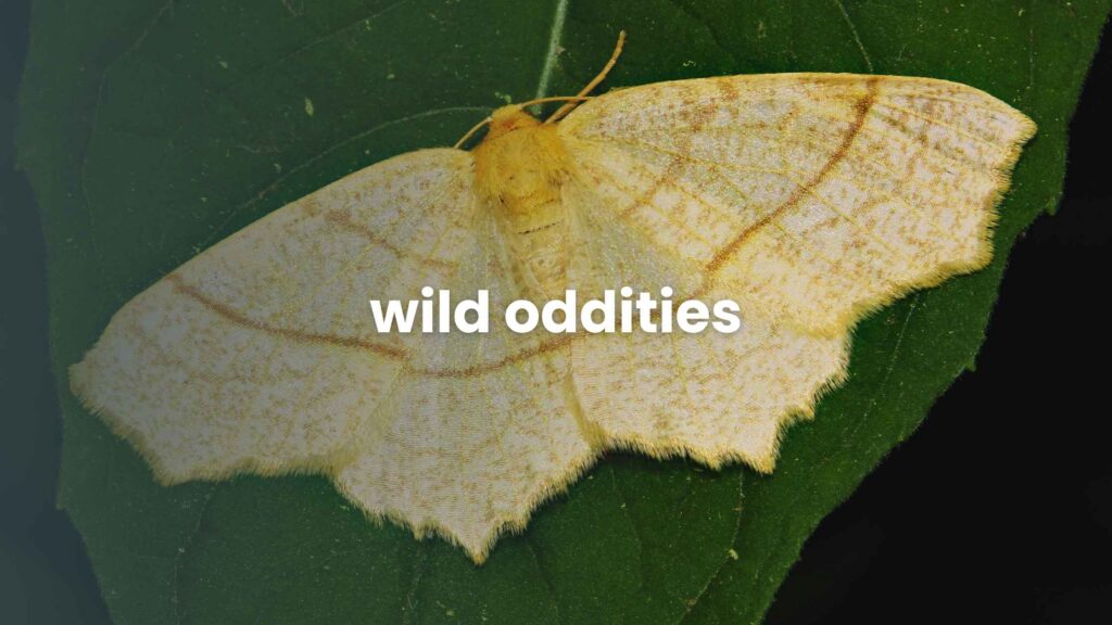 Wild Oddities