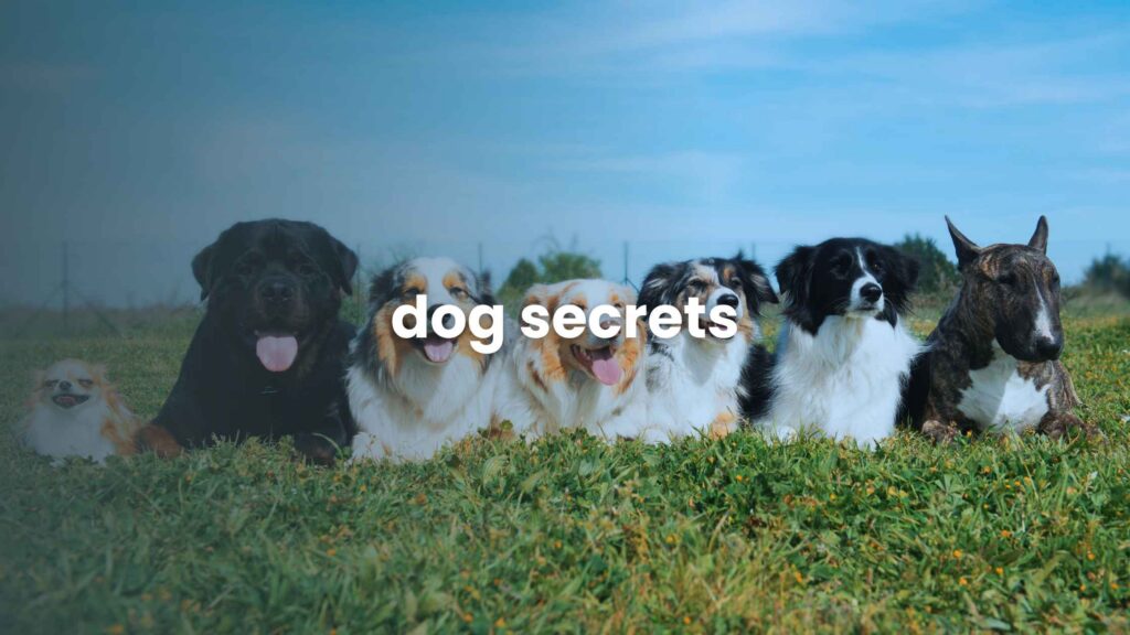 Dog Secrets