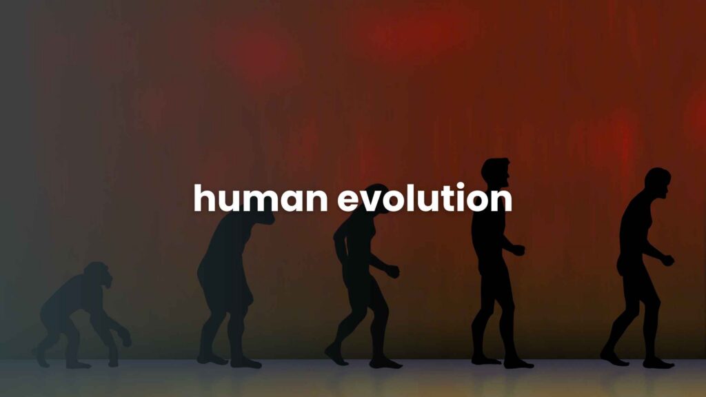 Human Evolution